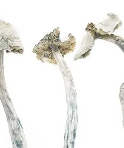 Avery Albino Cubensis Mushrooms