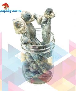 Buy APE Penis Envy Magic Mushrooms Strain Online in Canada - Nupep Shrooms
