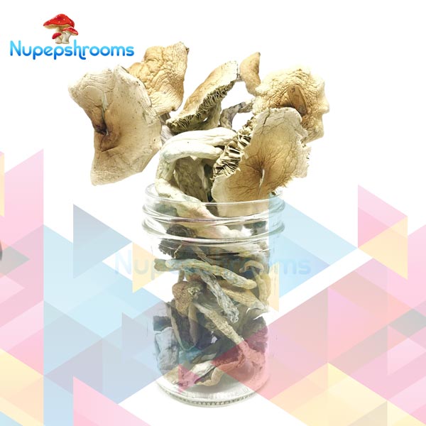 Buy African Transkei Mushrooms Online in Canada - Nupep Shrooms Buy African Transkei Mushrooms Online in Canada - Nupep Shrooms