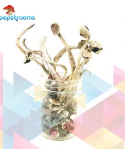 Buy Albino Goldies Mushrooms Online in Canada - Nupep Shrooms