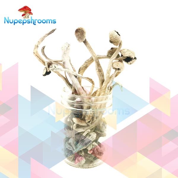 Buy Albino Goldies Mushrooms Online in Canada - Nupep Shrooms Buy Albino Goldies Mushrooms Online in Canada - Nupep Shrooms