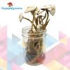 Buy Avery Albino Cubensis Mushrooms Online in Canada - Nupep Shrooms