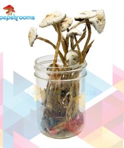 Buy Avery Albino Cubensis Mushrooms Online in Canada - Nupep Shrooms