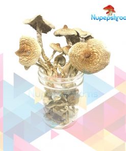 Buy B+ Cubensis Mushrooms Online in Canada - Nupep Shrooms