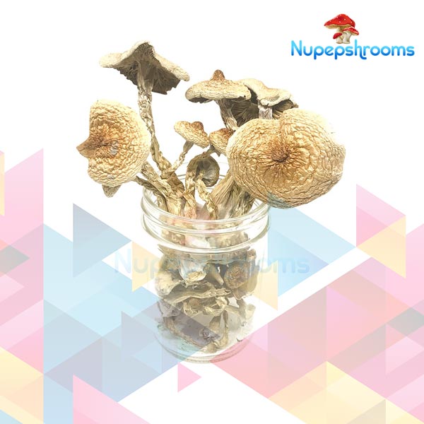 Buy B+ Cubensis Mushrooms Online in Canada - Nupep Shrooms Buy B+ Cubensis Mushrooms Online in Canada - Nupep Shrooms
