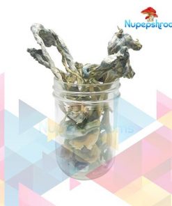 Buy Blue Psilocybe Cubenis Mexicana Mushrooms Online in Canada - Nupep Shrooms