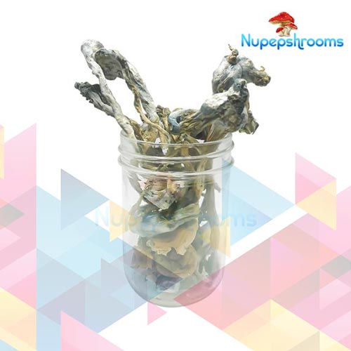 Buy Blue Psilocybe Cubenis Mexicana Mushrooms Online in Canada - Nupep Shrooms