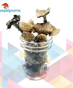 Buy Cambodian Cubensis Mushrooms Online in Canada - Nupep Shrooms