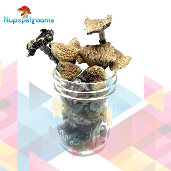 Buy Cambodian Cubensis Mushrooms Online in Canada - Nupep Shrooms