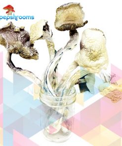Buy GWM Great White Monsters Mushrooms Online in Canada - Nupep Shrooms