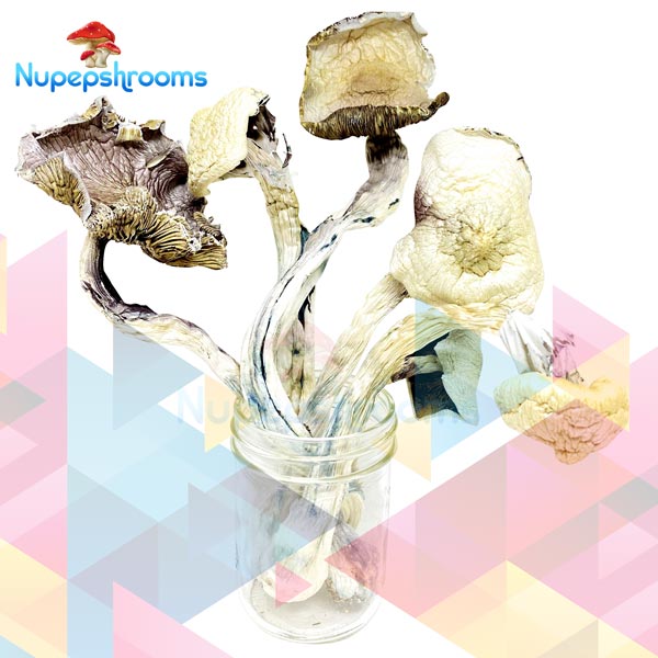 Buy GWM Great White Monsters Mushrooms Online in Canada - Nupep Shrooms Buy GWM Great White Monsters Mushrooms Online in Canada - Nupep Shrooms