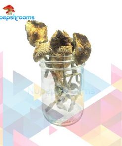 Buy Golden Emperor Mushrooms Online in Canada - Nupep Shrooms