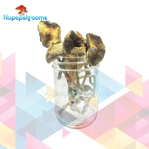 Buy Golden Emperor Mushrooms Online in Canada - Nupep Shrooms