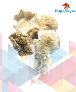 Buy Psilocybe Cubensis: Golden Teacher AAAA+ Mushrooms Online - Nupep Shrooms Dispensary Canada