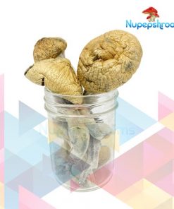 Buy Mexican Dutch King Magic Mushrooms Canada - Nupep Shrooms Dispensary
