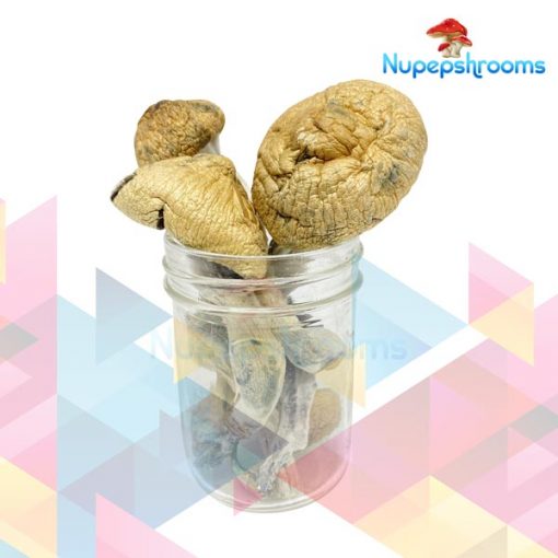 Buy Mexican Dutch King Magic Mushrooms Canada - Nupep Shrooms Dispensary