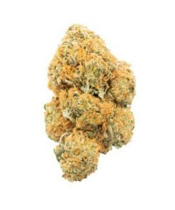 Buy Moby Dick Sativa Cannabis Weed Online in Canada - Nupep Shrooms