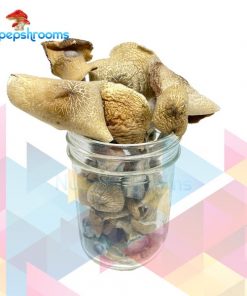 Buy NEW Burmese Psilocybe Cubensis Mushrooms Online in Canada - Nupep Shrooms