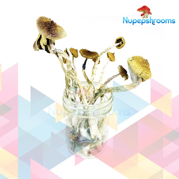Buy NEW Daddy Long Leg Cannabis Weed Online in Canada - Nupep Shrooms Buy NEW Daddy Long Leg Cannabis Weed Online in Canada - Nupep Shrooms