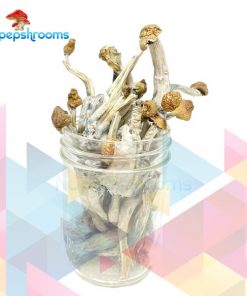 Buy NEW Penis Envy Mushrooms Online in Canada - Nupep Shrooms