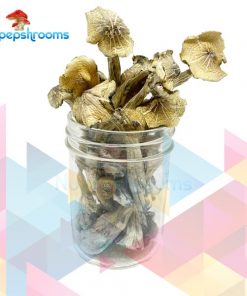 Buy NEW Tri Colour Ecuadorian Mushrooms Online in Canada - Nupep Shrooms