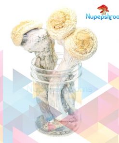Buy Premium Penis Envy Uncut Magic Mushrooms Online in Canada - Nupep Shrooms