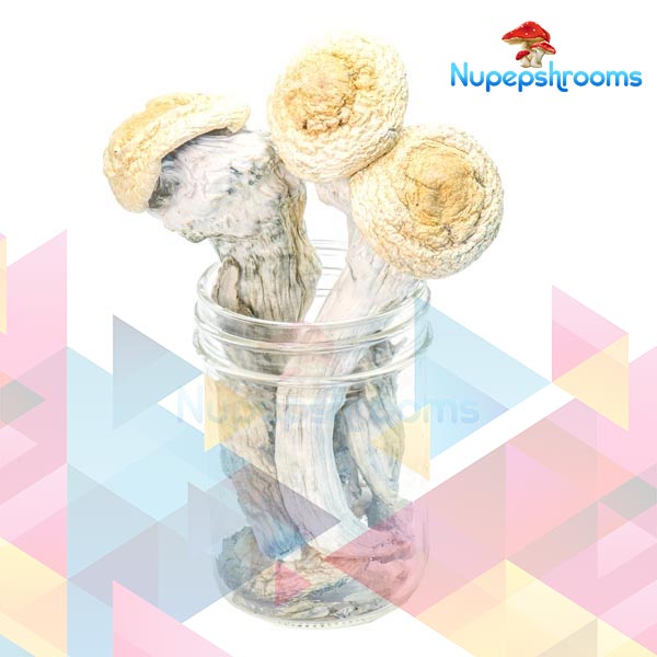 Buy Premium Penis Envy Uncut Magic Mushrooms Online in Canada - Nupep Shrooms