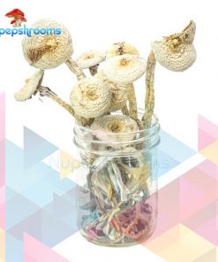 Buy Rustic White Magic Mushrooms Online in Canada - Nupep Shrooms