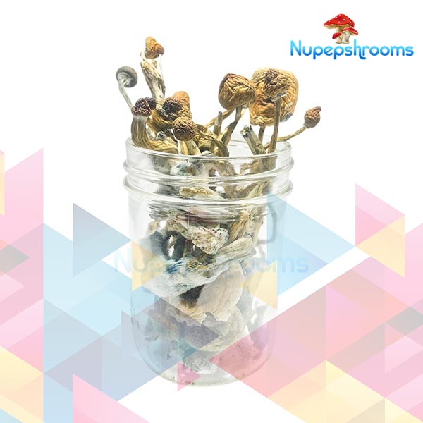 Buy Transkei Cubensis Mushrooms Online - Nupep Shrooms Dispensary Canada Buy Transkei Cubensis Mushrooms Online - Nupep Shrooms Dispensary Canada