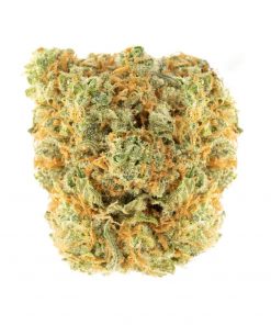 Buy UK Cheese Hybrid Cannabis Weed Online in Canada - Nupep Shrooms