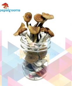 Buy Z-Strain Magic Mushrooms Online in Canada - Nupep Shrooms