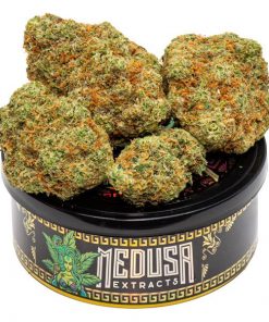 Buy Jack Herer Tuna Can Medusa Extracts Online in Canada - Nupep Shrooms