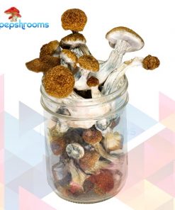 Buy Texas Penis Envy Magic Mushrooms Online in Canada - Nupep Shrooms