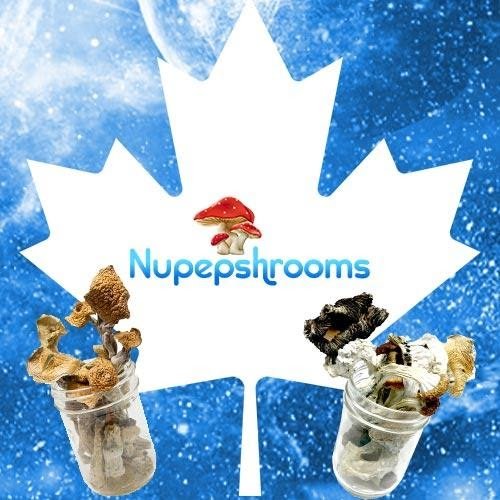 Buy shrooms in Canada at Nupep shrooms
