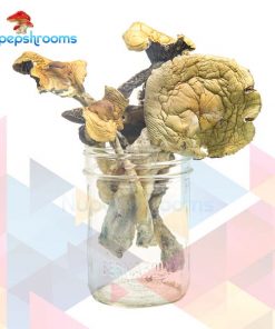 Buy Alacabenzi Magic Mushrooms Online in Canada - Nupep Shrooms