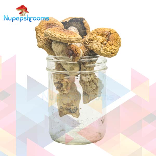 Buy F+ Magic Mushrooms Online in Canada - Nupep Shrooms Buy F+ Magic Mushrooms Online in Canada - Nupep Shrooms