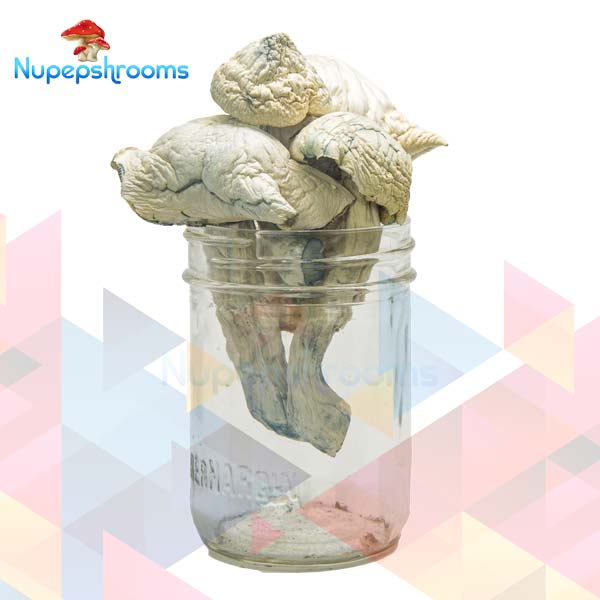 Buy Golden Halo Magic Mushrooms Online in Canada - Nupep Shrooms Buy Golden Halo Magic Mushrooms Online in Canada - Nupep Shrooms