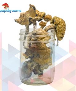 Buy Golden Penis Envy Magic Mushrooms (Premium) Online in Canada - Nupep Shrooms