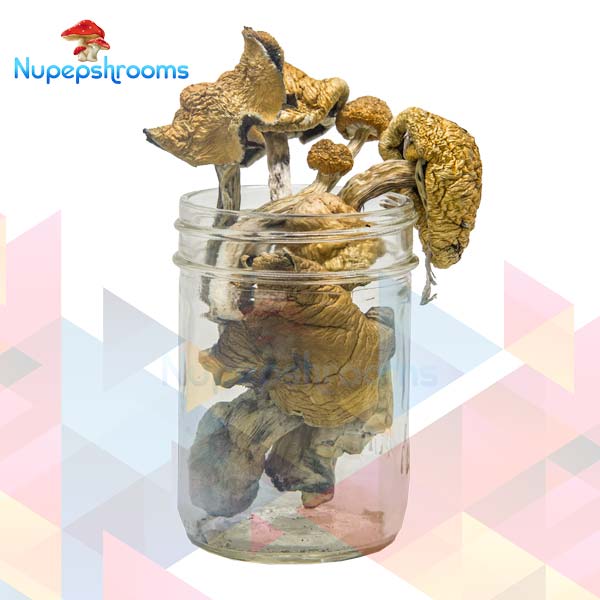 Buy Golden Penis Envy Magic Mushrooms (Premium) Online in Canada - Nupep Shrooms