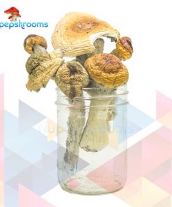 Buy Jack Frost Magic Mushrooms Online in Canada - Nupep Shrooms