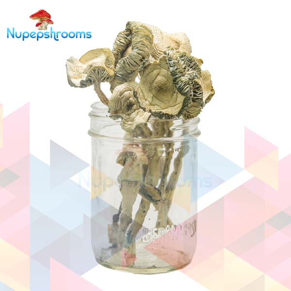 Buy Martinique Magic Mushrooms Online in Canada - Nupep Shrooms Buy Martinique Magic Mushrooms Online in Canada - Nupep Shrooms