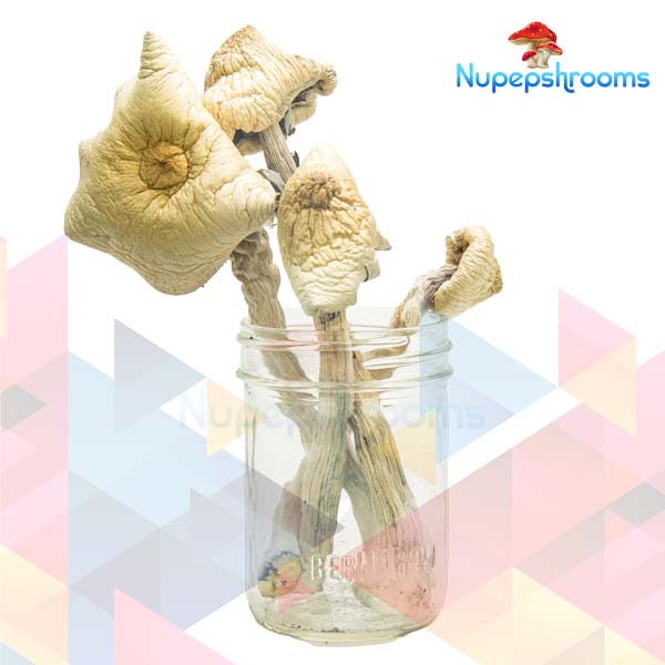 Buy Orissa Magic Mushrooms Online in Canada - Nupep Shrooms Buy Orissa Magic Mushrooms Online in Canada - Nupep Shrooms