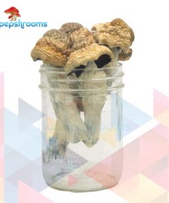 Buy Premium Tri-Colour PE Magic Mushrooms Online in Canada - Nupep Shrooms