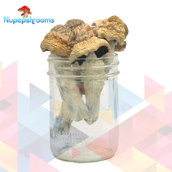 Buy Premium Tri-Colour PE Magic Mushrooms Online in Canada - Nupep Shrooms Buy Premium Tri-Colour PE Magic Mushrooms Online in Canada - Nupep Shrooms