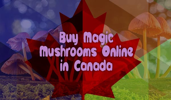 Buy Shrooms In Canada