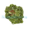 Pure Green Molly