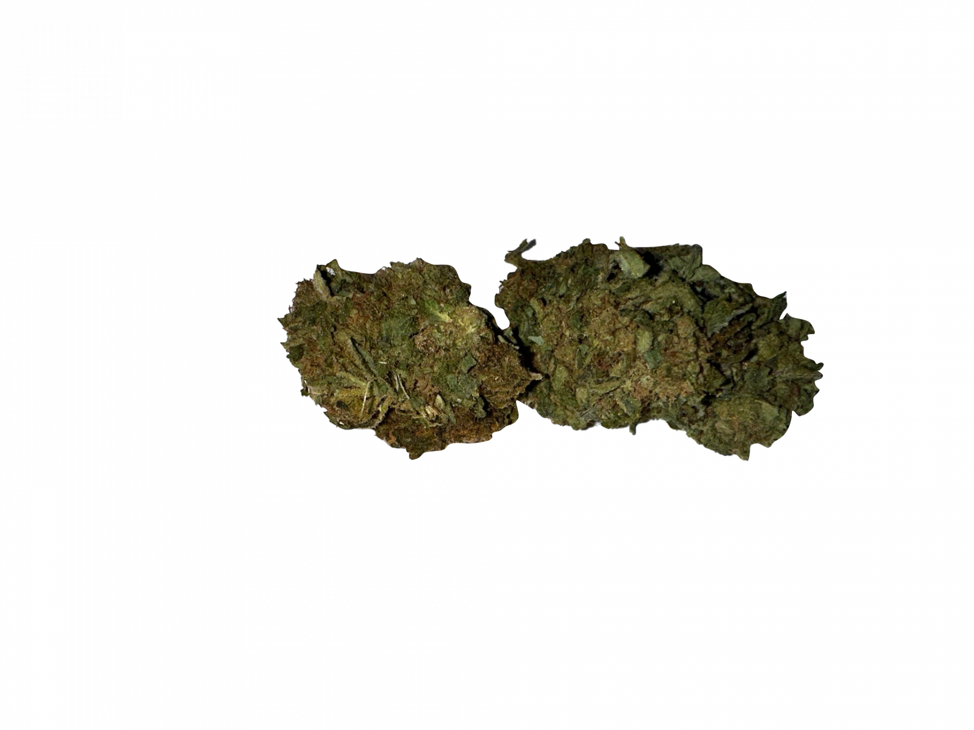 IMG_6700 BLOW OUT SALE Afghan Indica