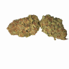 sunflower hybrid hybrid