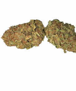 sunflower hybrid hybrid