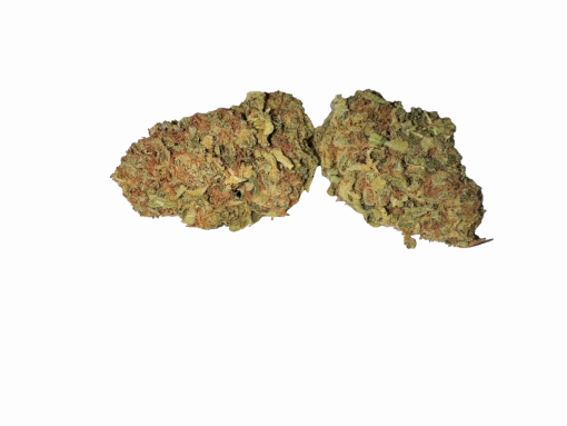 sunflower hybrid hybrid